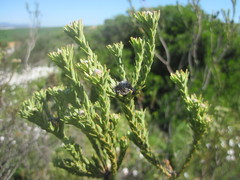 Leucadendron stellare