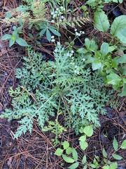 Parthenium bipinnatifidum