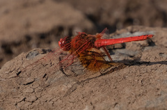 Trithemis kirbyi