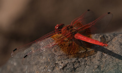 Trithemis kirbyi