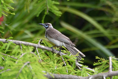 Philemon citreogularis