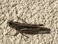 Rhammatocerus viatorius