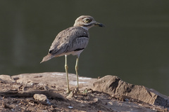 Burhinus vermiculatus