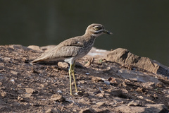 Burhinus vermiculatus