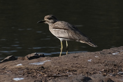 Burhinus vermiculatus
