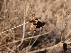 Lomatium nudicaule
