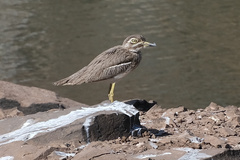 Burhinus vermiculatus