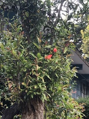 Punica