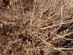 Lomatium nudicaule
