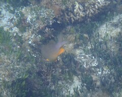 Plectroglyphidodon gascoynei