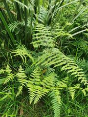 Pteridium