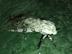 Hypercompe caudata