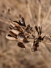 Lomatium nudicaule