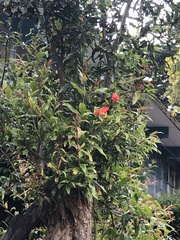Punica
