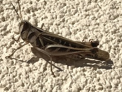 Rhammatocerus viatorius