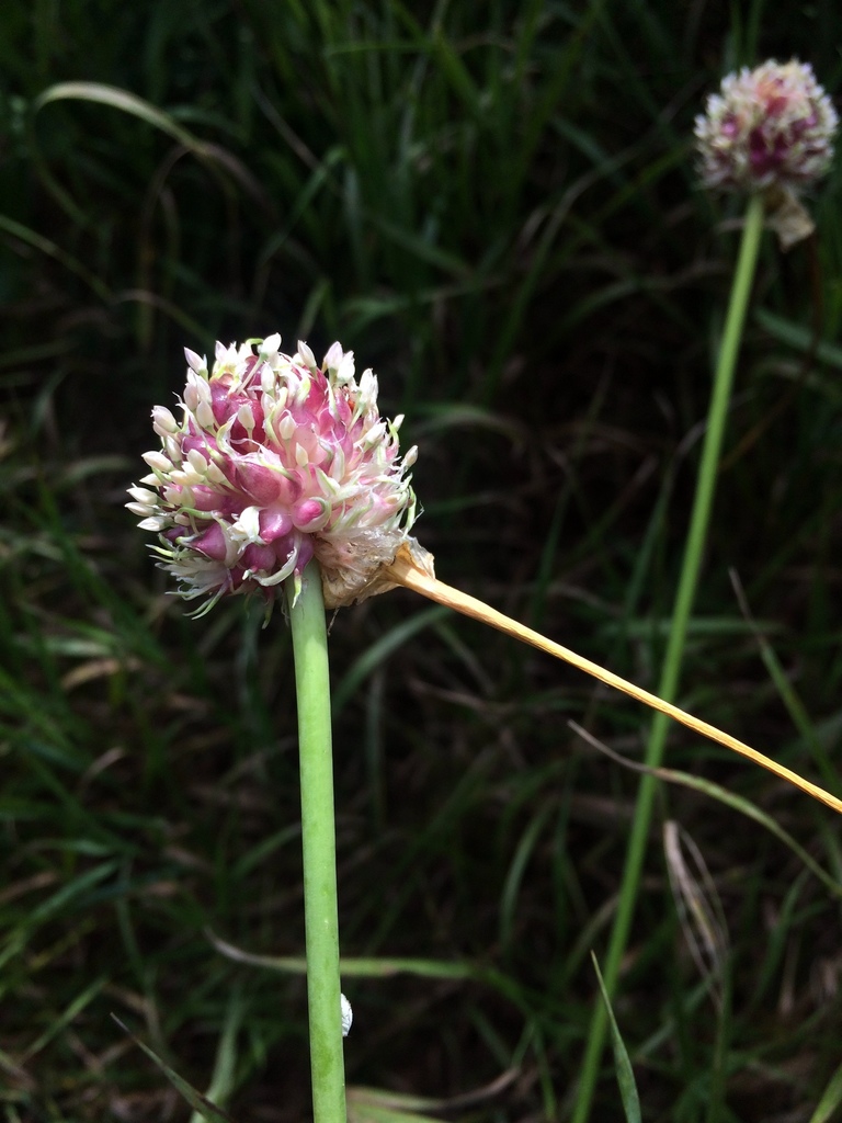 Garlic plant with a curling scape