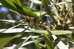 Pouteria salicifolia