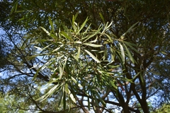 Pouteria salicifolia