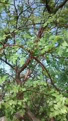 Bursera laxiflora