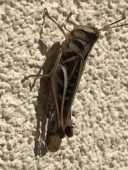 Rhammatocerus viatorius