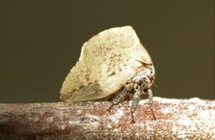 Telamonanthe