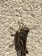 Rhammatocerus viatorius