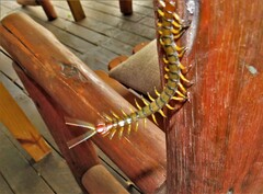 Scolopendra morsitans