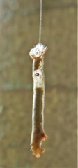 Ascotis reciprocaria