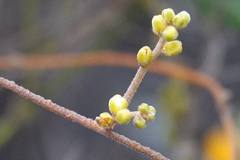 Cassytha pubescens