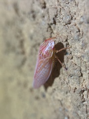 Gyponana gladia