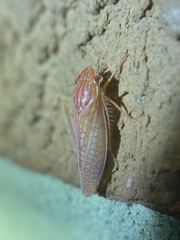Gyponana gladia