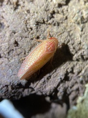 Gyponana gladia