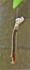 Ascotis reciprocaria
