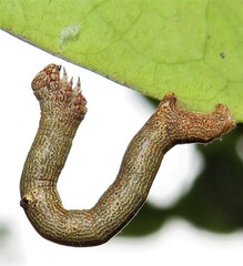 Ascotis reciprocaria