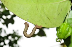 Ascotis reciprocaria