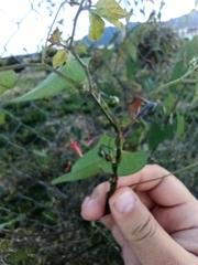 Ipomoea cholulensis