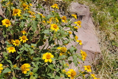 Heliopsis annua