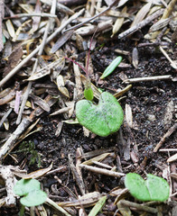 Corybas trilobus aggregate