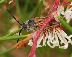 Radumeris tasmaniensis