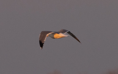 Larus fuscus