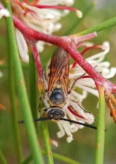 Radumeris tasmaniensis
