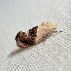 Hypertropha chlaenota