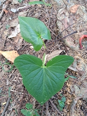 Typhonium roxburghii