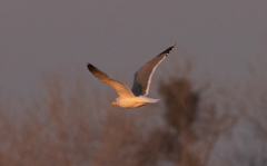 Larus fuscus