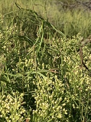 Asclepias verticillata