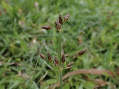 Fimbristylis dichotoma