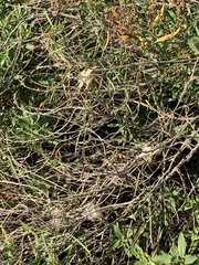 Asclepias verticillata