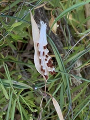 Asclepias verticillata