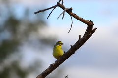 Crithagra mozambica