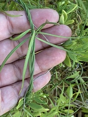 Asclepias verticillata